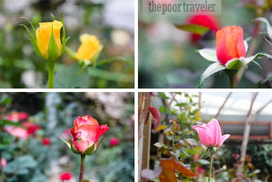 rose buds