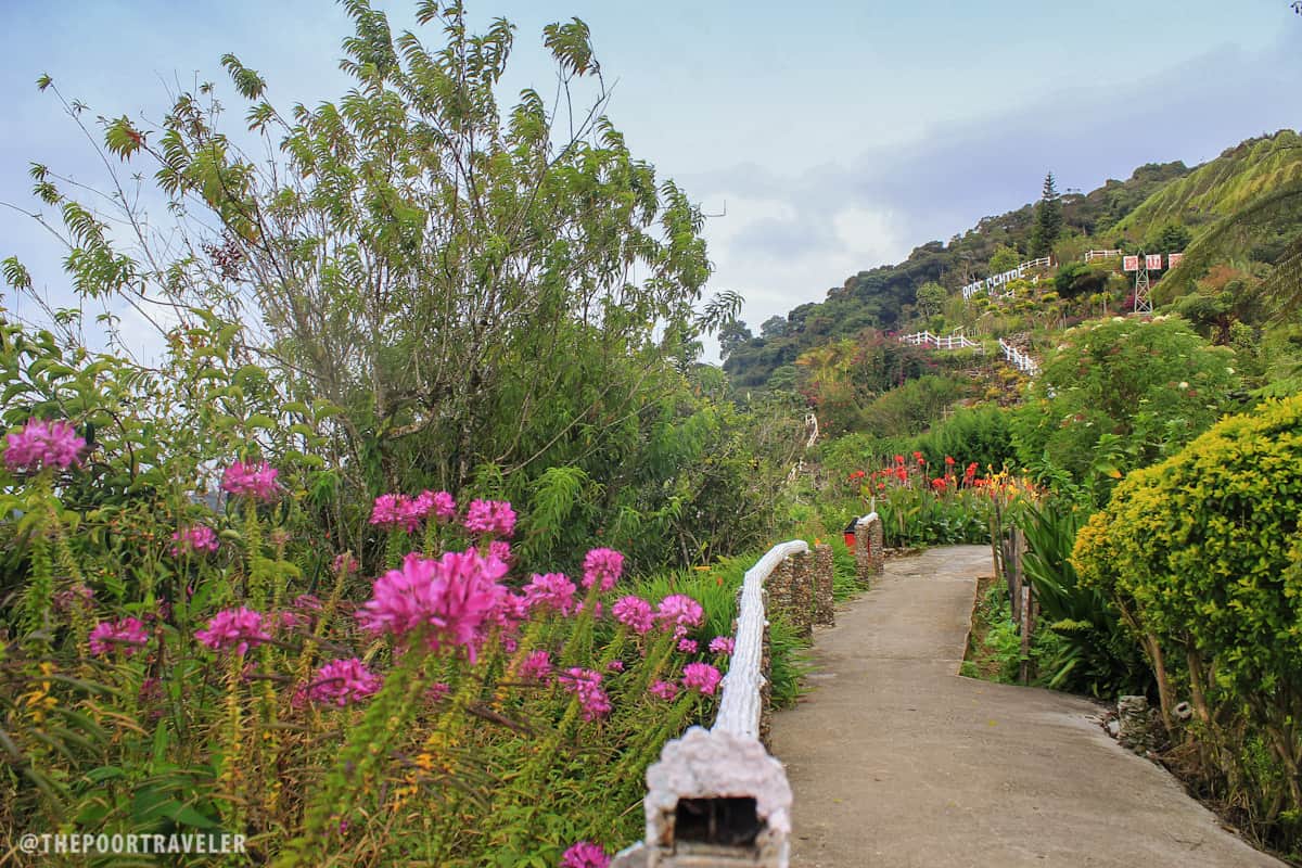 rose center hill brinchang malaysia