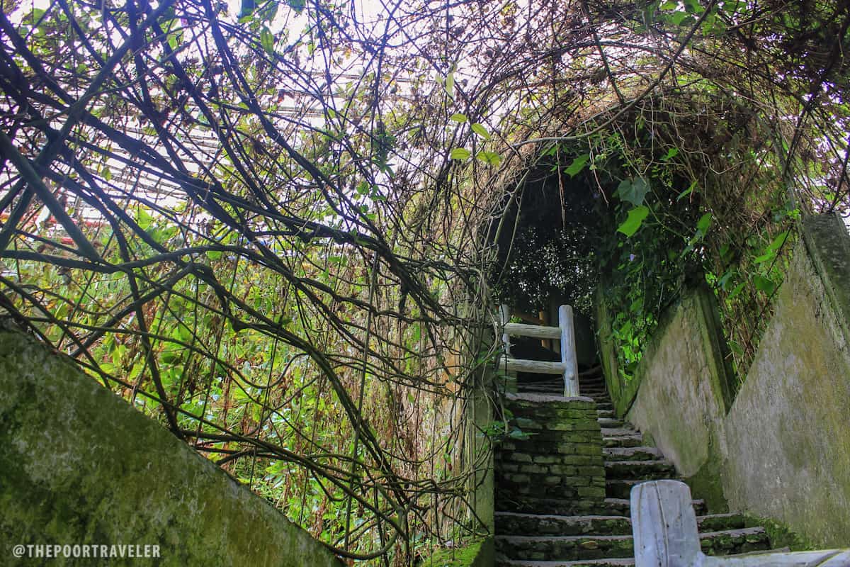 vine stairs rose center cameron highlands