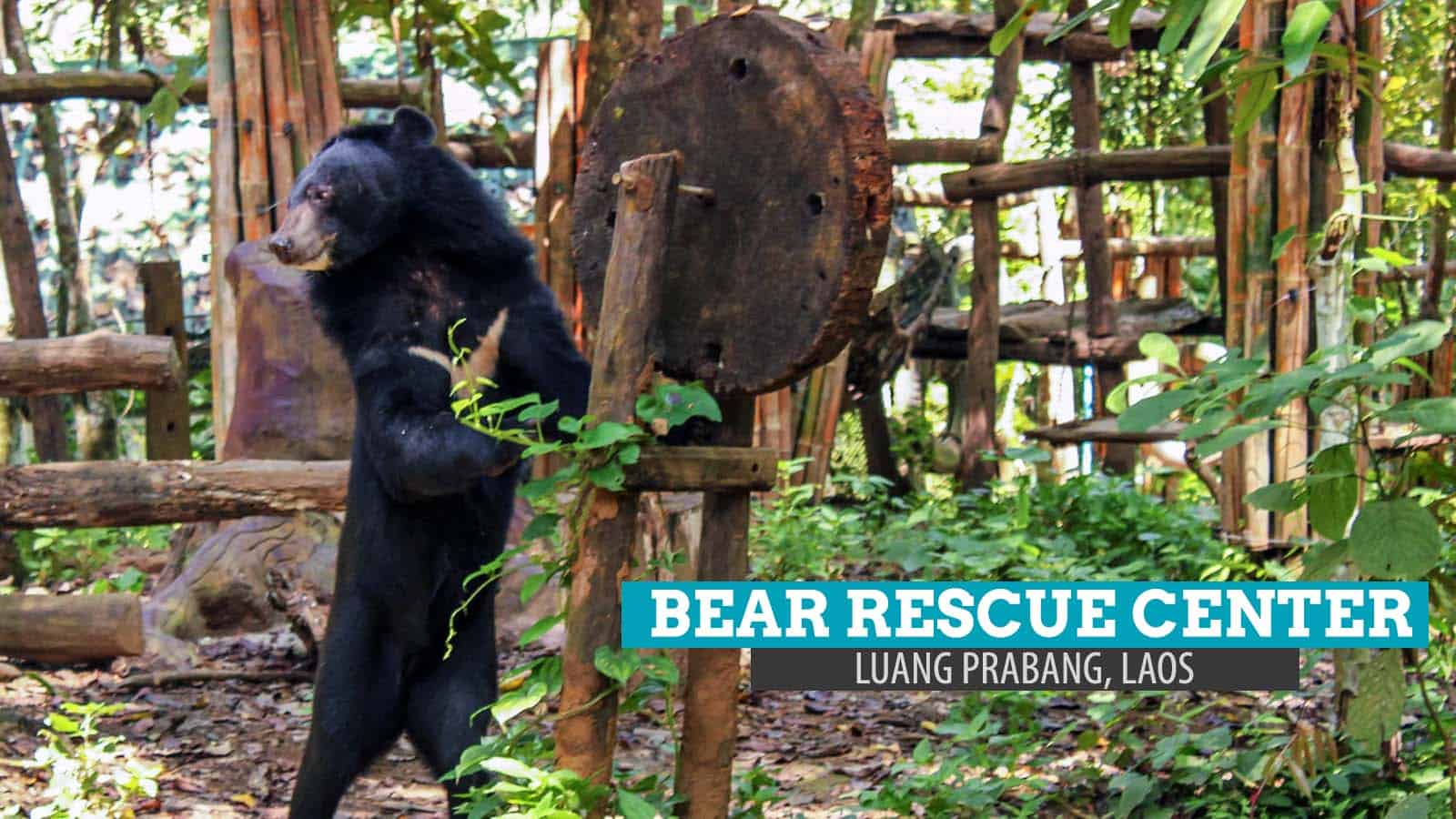 Tat Kuang Si Bear Rescue Center: Much Love to Bear in Luang Prabang, Laos