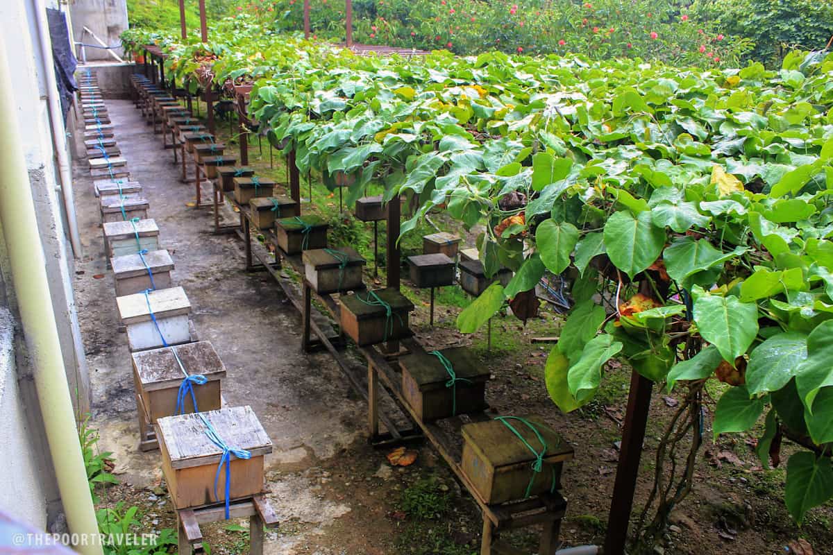 Ee Feng Gu kea bee farm cameron highlands