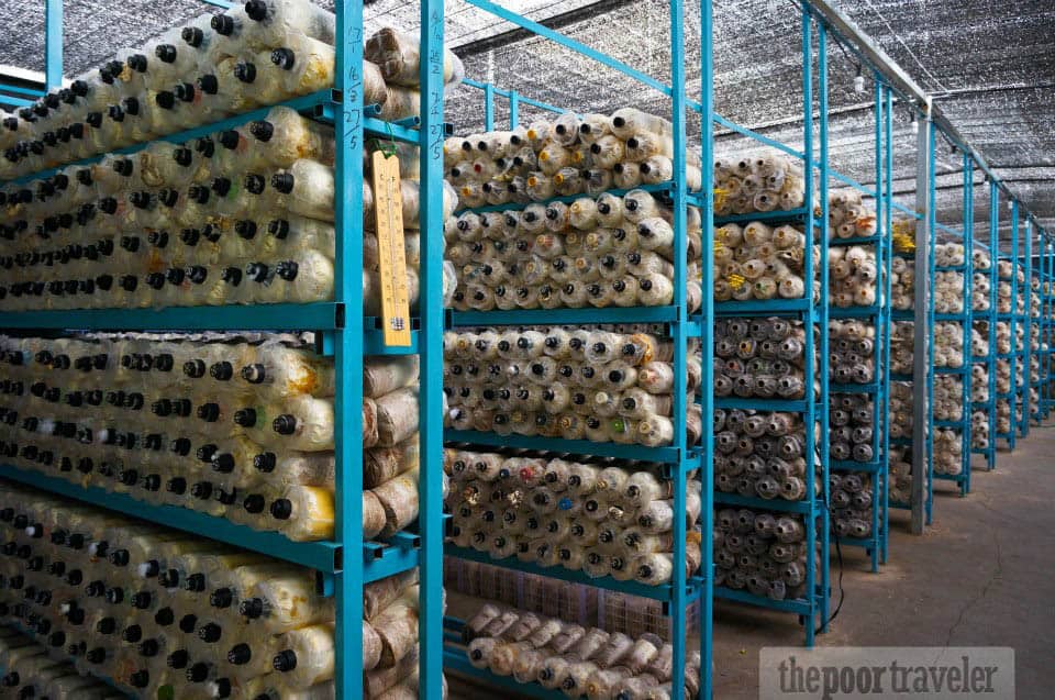 abalone mushroom farm cameron highlands
