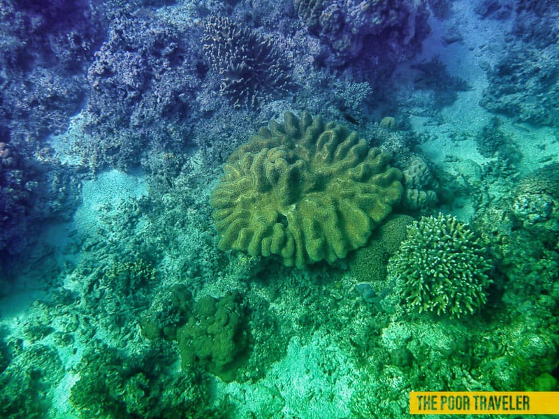 balicasag island bohol philippines underwater
