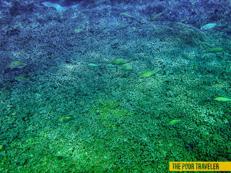 balicasag island bohol underwater