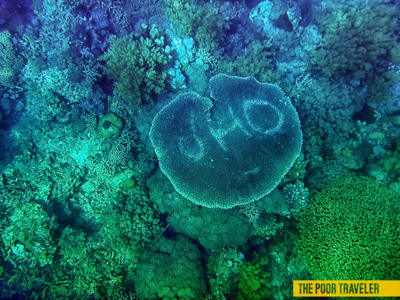 balicasag island underwater graffiti bohol