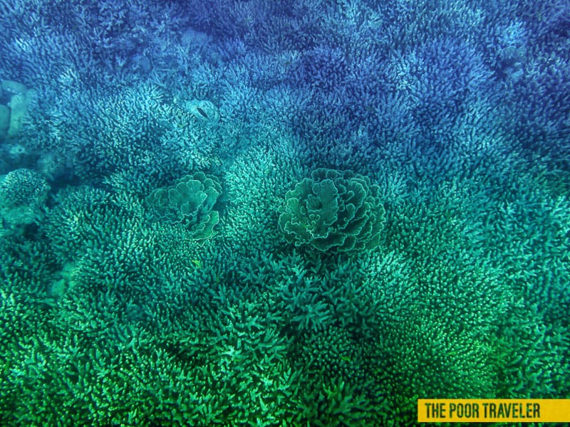cabbage corals bohol