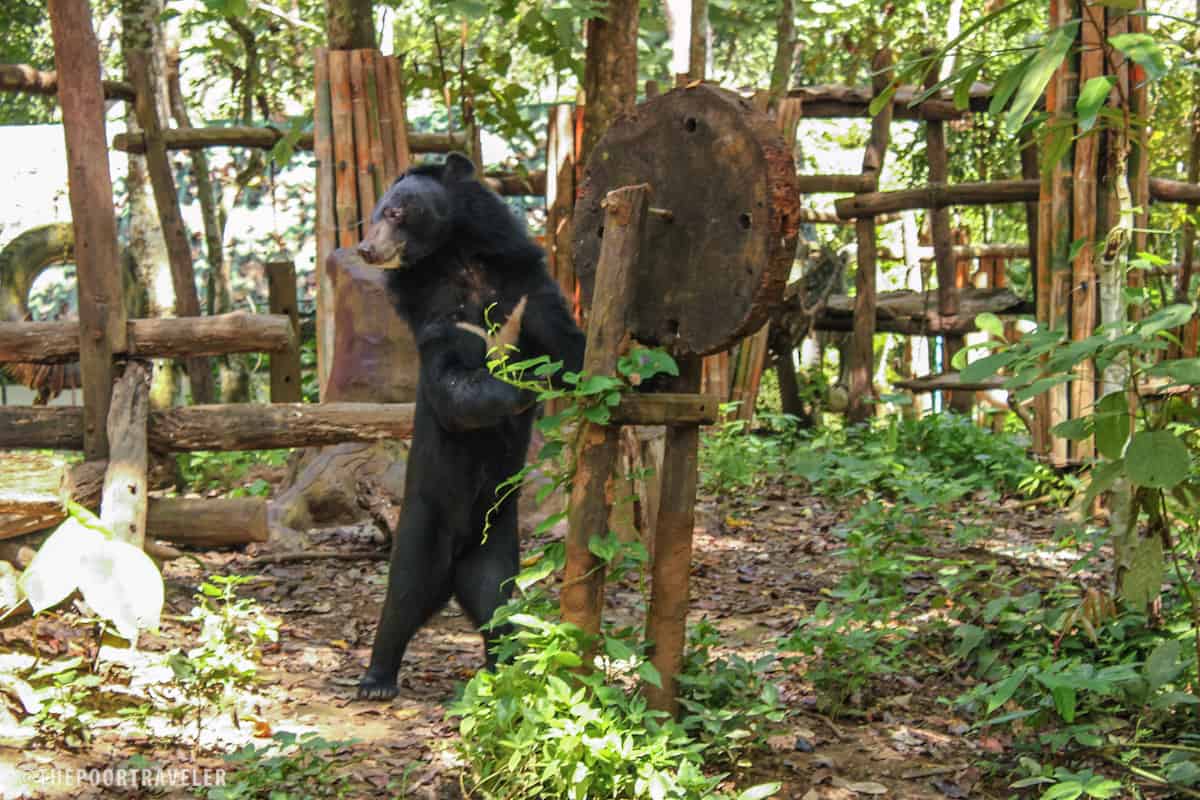 One of the bears at the Bear Rescue Center