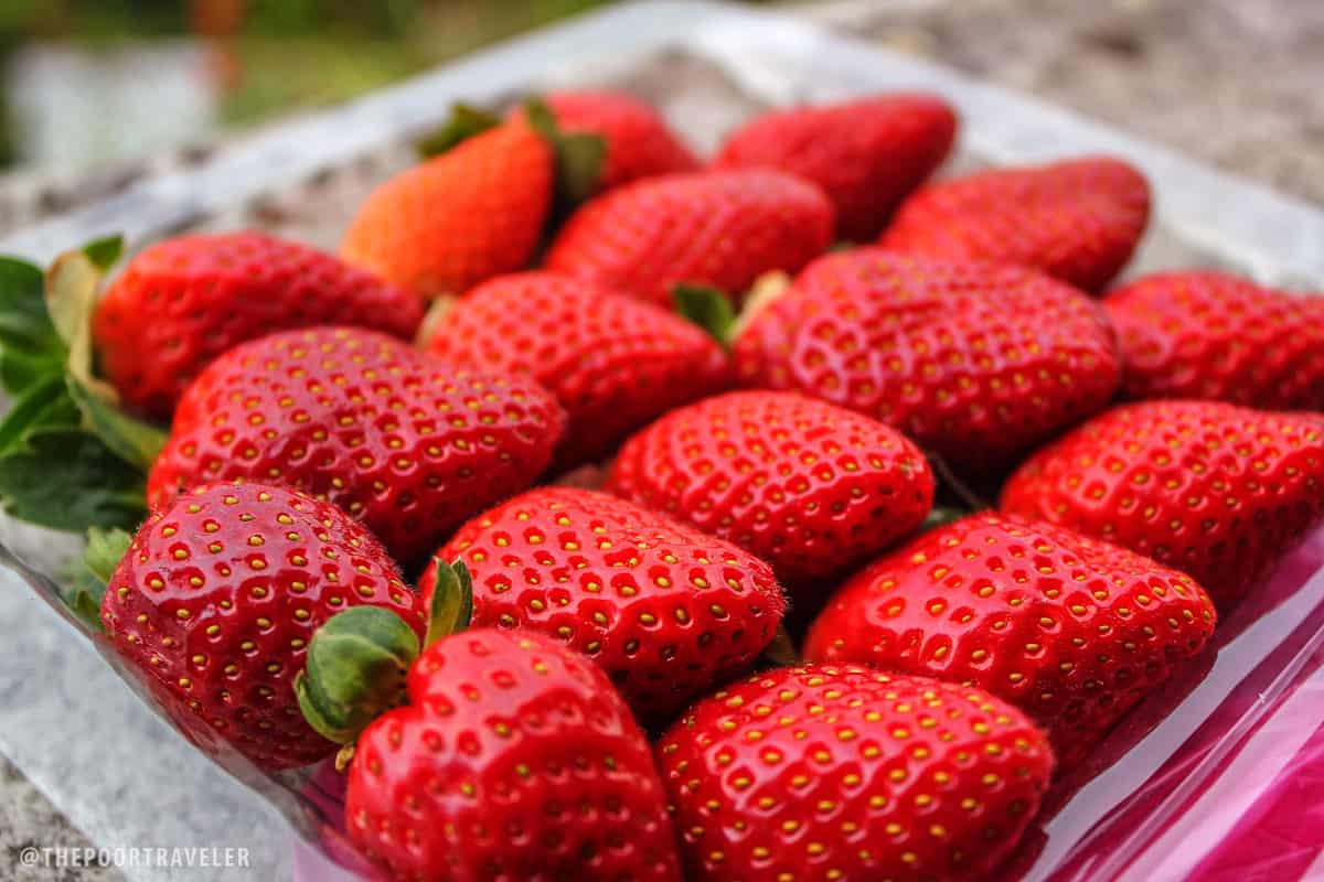 raaju hill strawberry farm