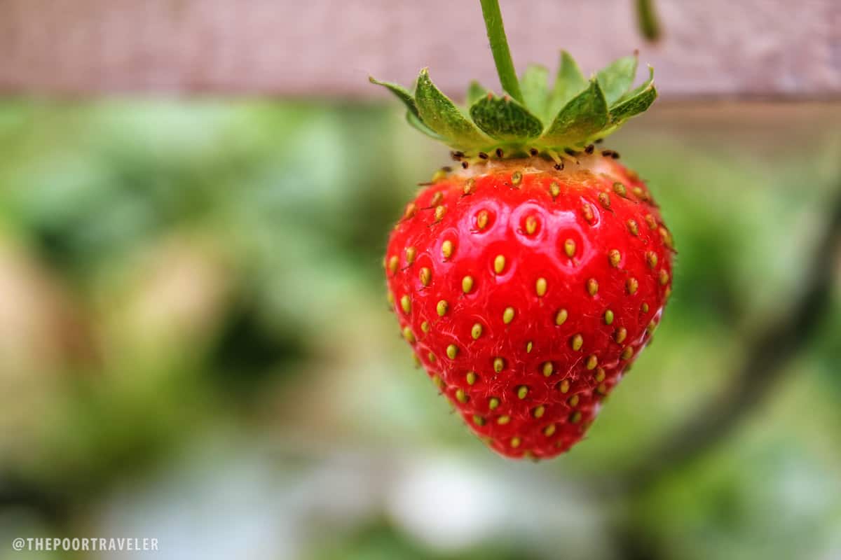 strawberry fruit