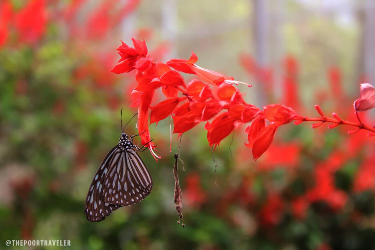 taman rama-rama butterfly farm cameron highlands