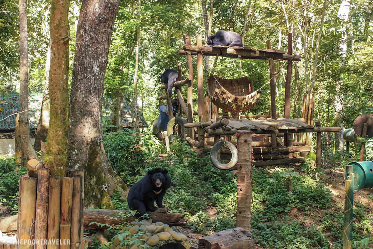 The bears were rescued from illegal wildlife trade