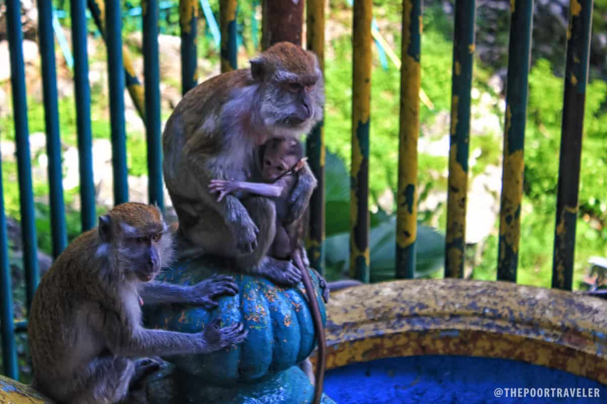 Long-tailed macaque monkeys playing around at the stairs