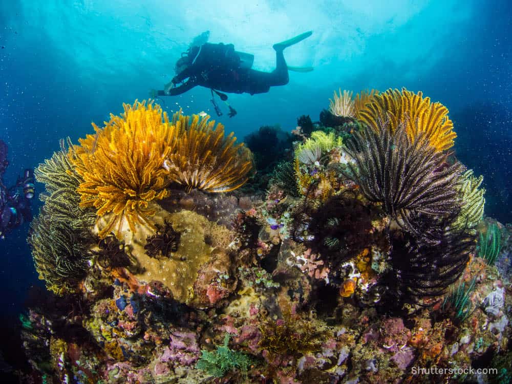 Image result for mabini diving images free