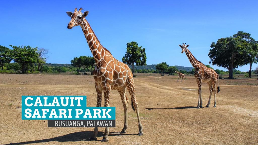 calauit safari park location