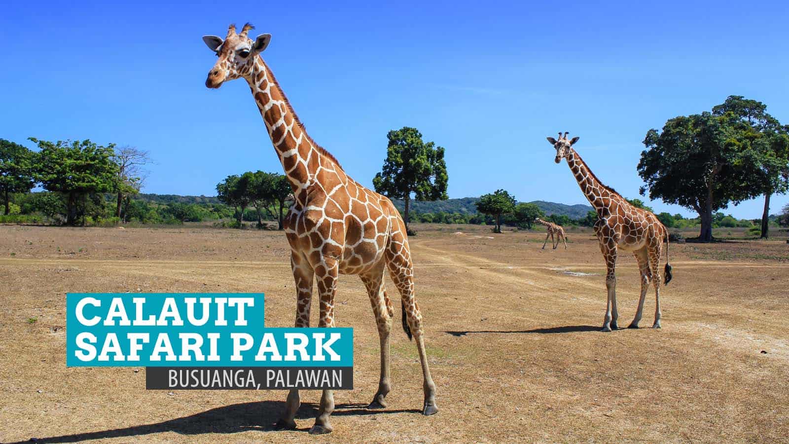 Calauit Safari Park A Piece Of Africa In Palawan Philippines The Calauit Safari Park A Piece Of Africa In Palawan Philippines The