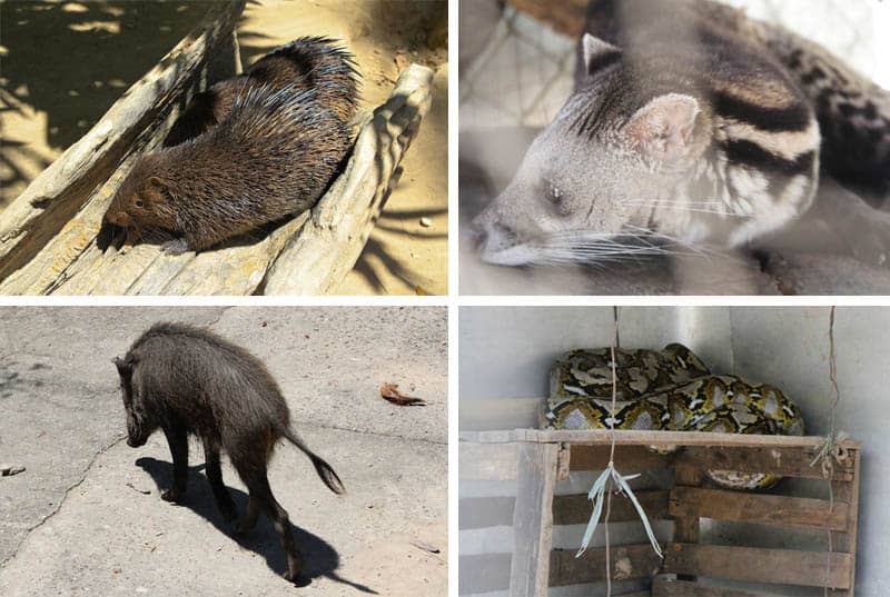 Porcupine, civet cat, wild bearded pig (endemic to Palawan) and a python