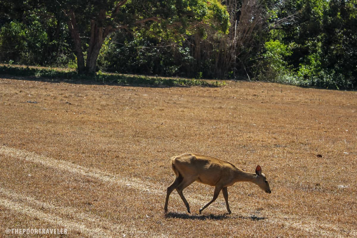 A female Calamian deer, endemic to Palawan