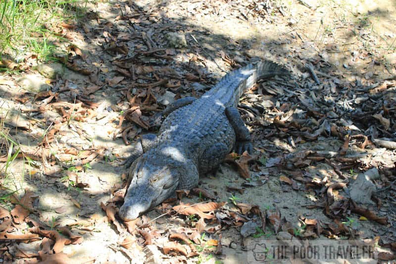 Crocodilus Mindorensis aka Philippine Crocodile. They are freshwater crocodiles. There are 4 at the sanctuary.