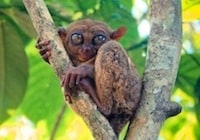 philippine tarsier