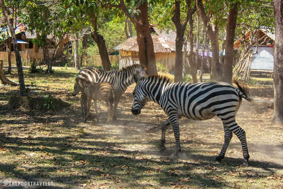 More zebras! The males have darker stripes.