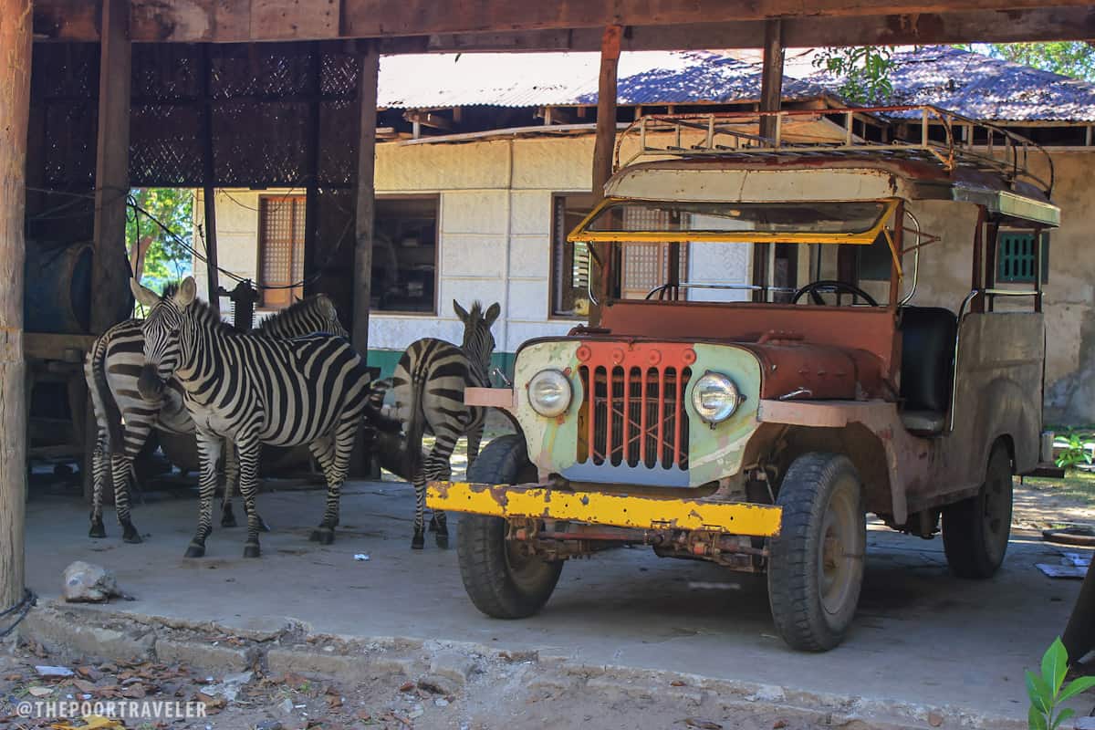 Zebras in my garage. Well, not my garage.