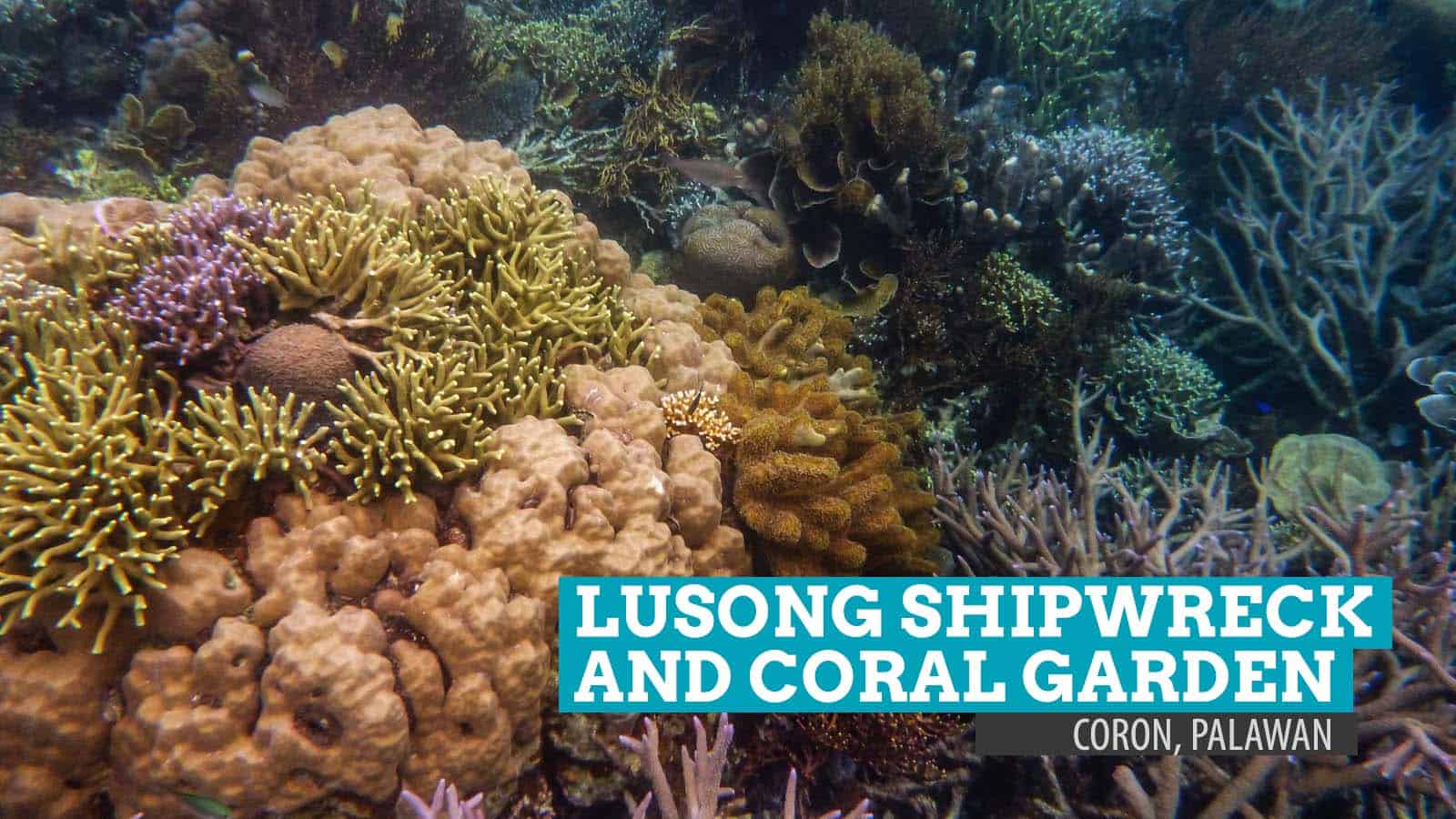 Lusong Shipwreck and Coral Garden: Shallow Reverie in Coron, Palawan, Philippines