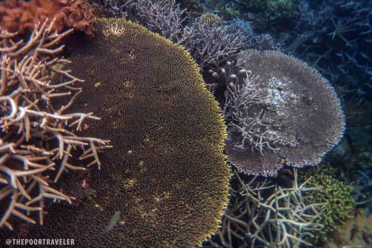 lusong coral garden coron