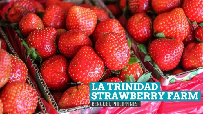 La Trinidad Strawberry Farm: Heart-shaped Madness in Benguet, Philippines