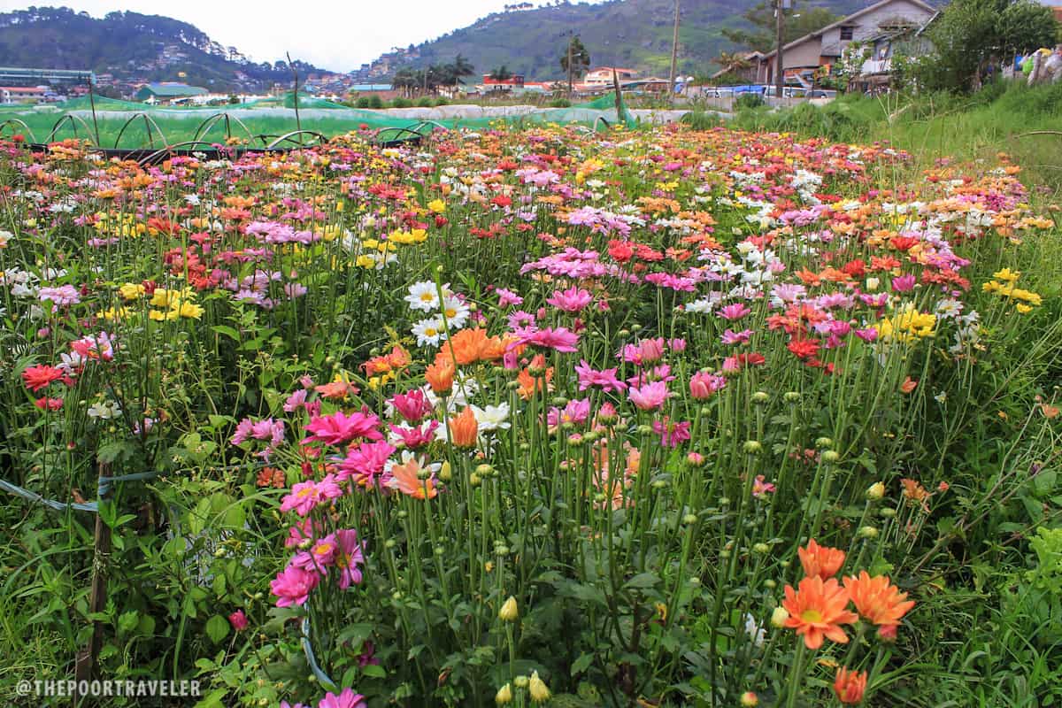 A few rows of flowers amidst plots of strawberries