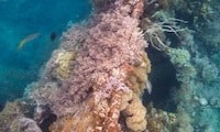 Lusong Wreck and Coral Garden