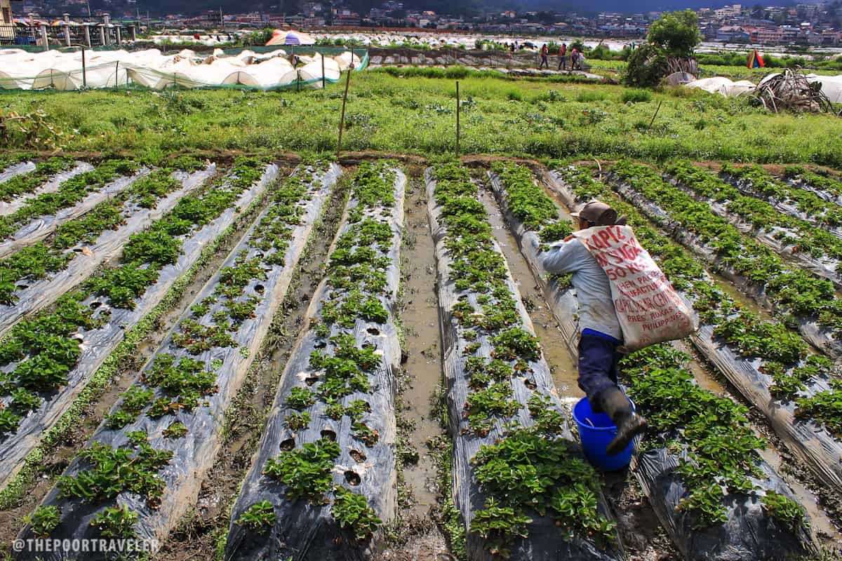 A farmer cultivating strawberry plants