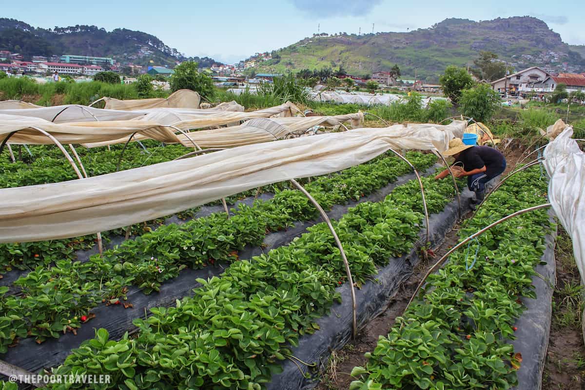 A visit here isn't complete without strawberry-picking! That's what you come here for.