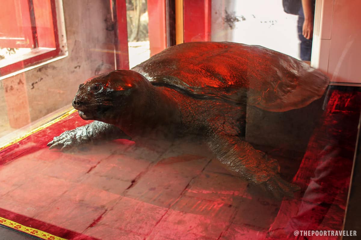 A 250-kg giant turtle caught in the 1960s. It was said to be 500 years old when caught.