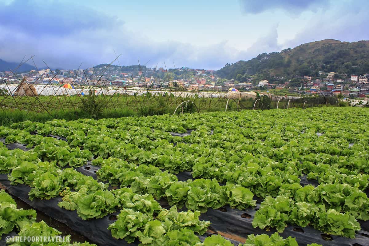 Lettuce entertain you!