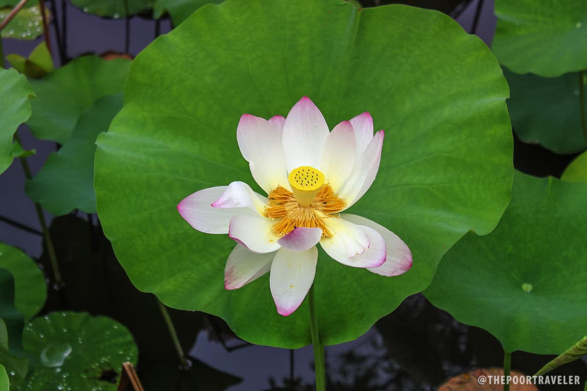 Lotus flower blooming on a pond on the way to Tenryuji Temple