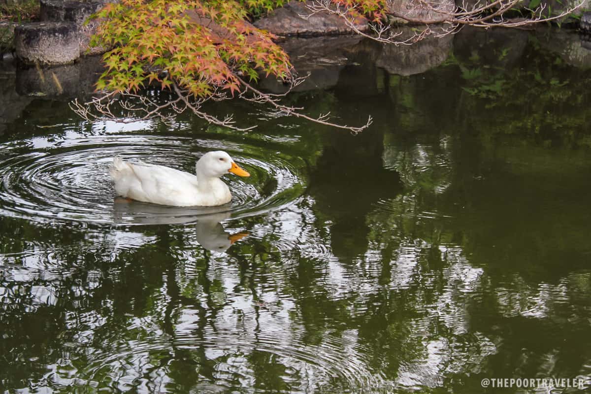 Hello there, duckie!