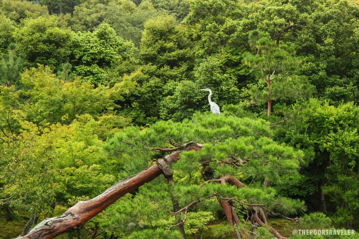 Look! An egret! (It's an egret, right?)