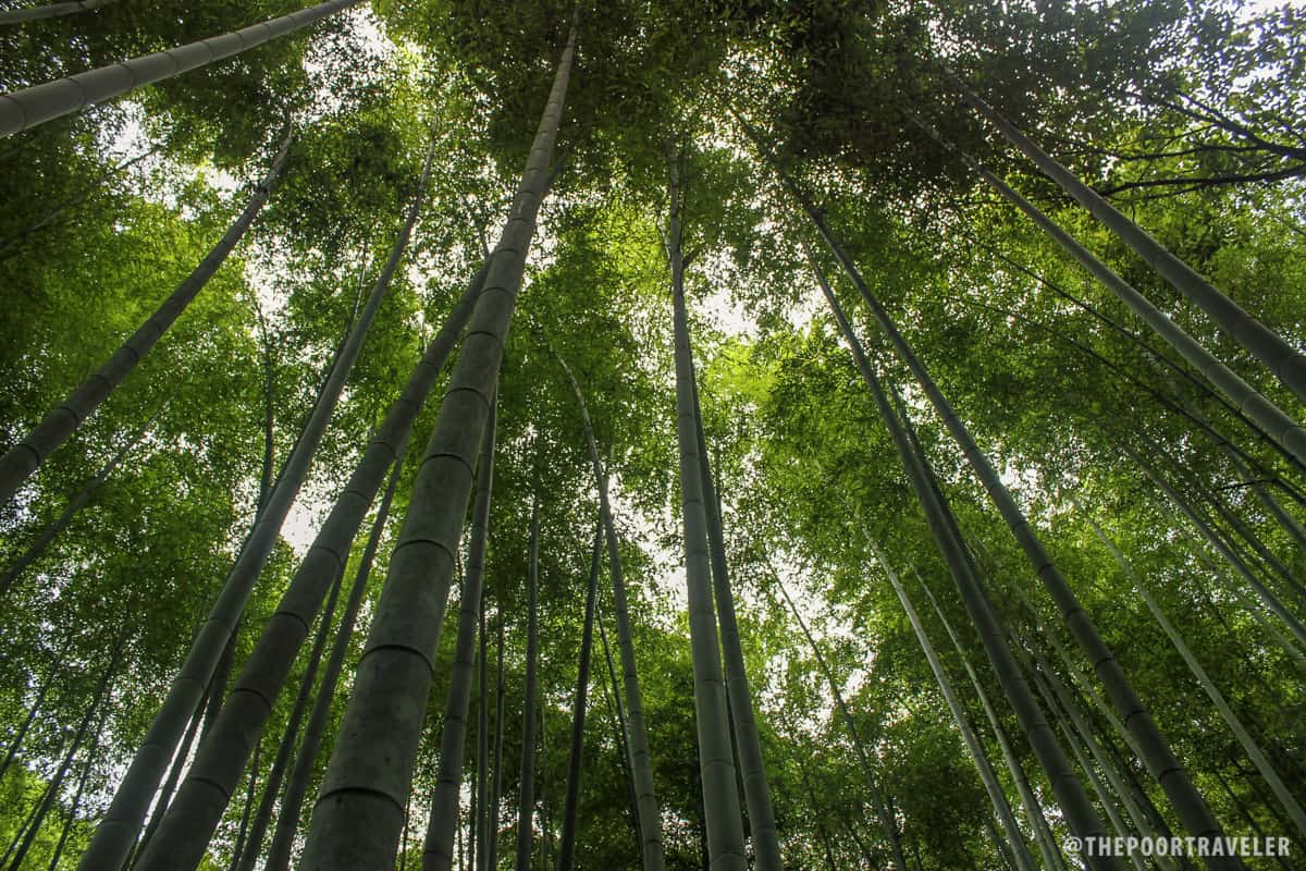 Bamboo canopy