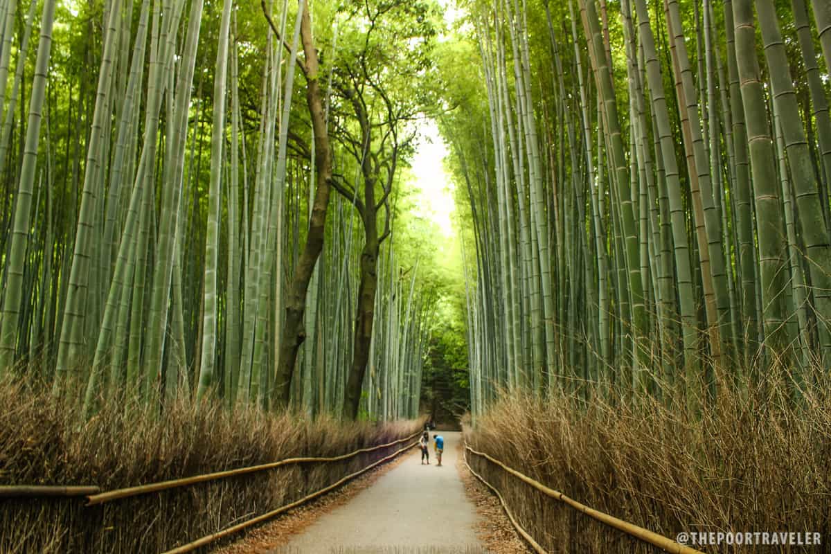 See how tall these bamboo trunks are?