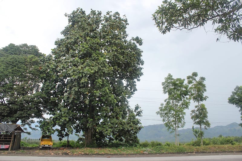 Fruits are eaten by fools like me, but only God can make a Marang tree. Char.