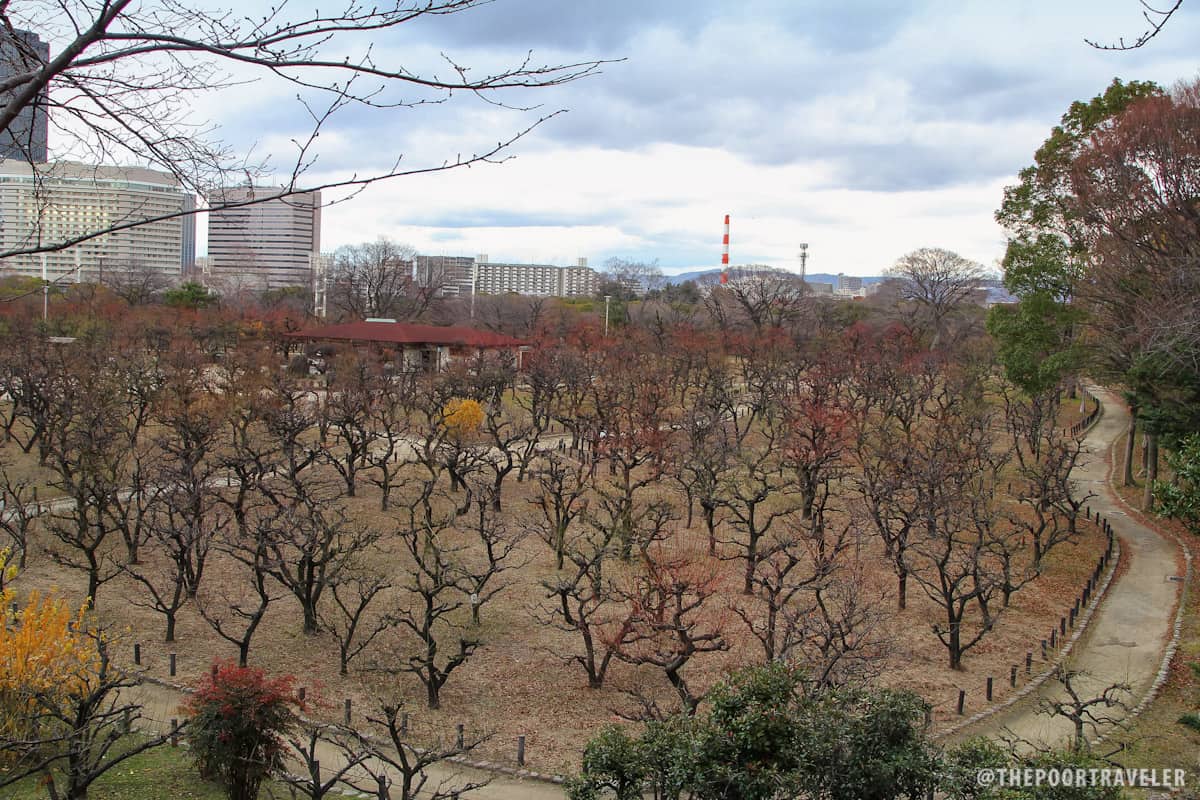 Plum Groves skirting the castle grounds