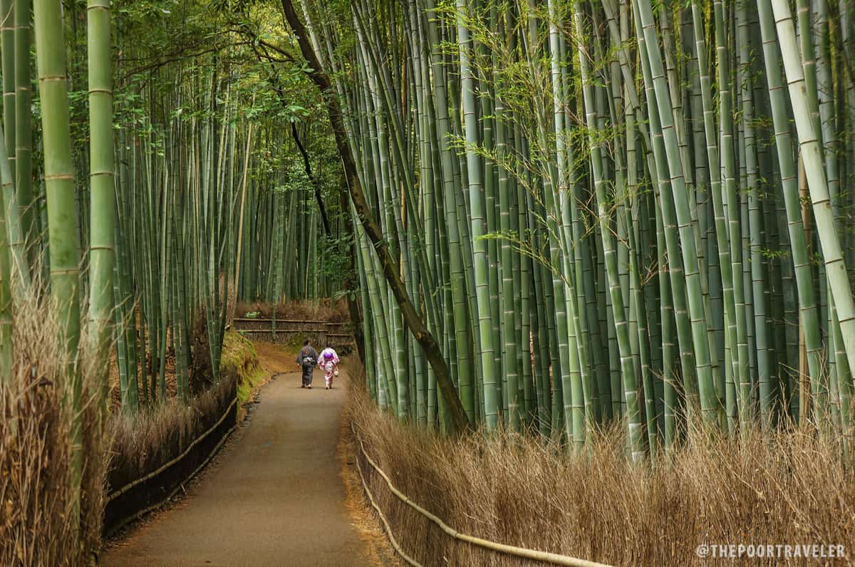 Kyoto Arashiyama Bamboo Forest