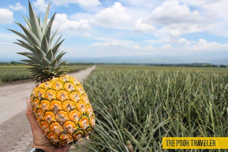 dole pineapple plantation polomolok south cotabato