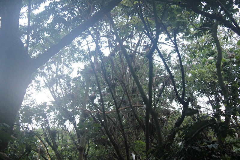 Nests perched on the trees