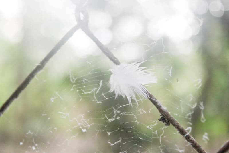 The lightness of being... a feather. #IpilitLang