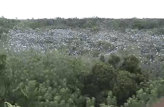 This is a screencap from a video about the sanctuary (you can watch it below). See the white dots on top of the trees? They're all birds.