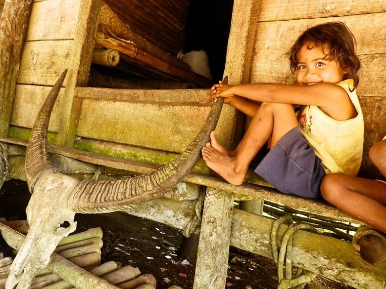 Buffalos play a critical role in Flores and Sumba societies. Buffalos are gifted or sacrificed during key events in life: birth, wedding, and funeral. Buffalo horns are used to decorate houses to denote their status