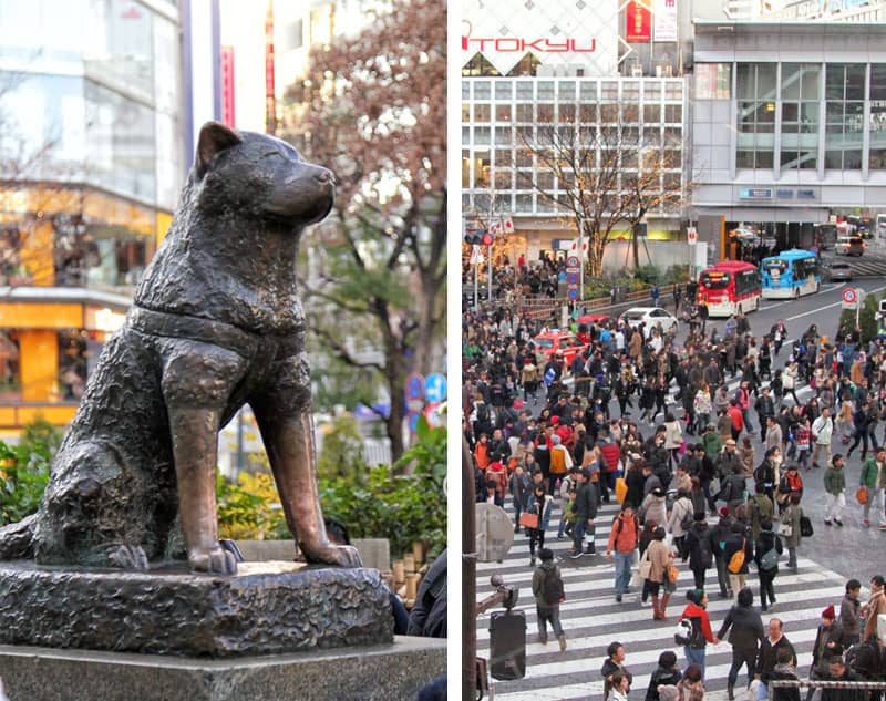 Faithful dog Hachiko