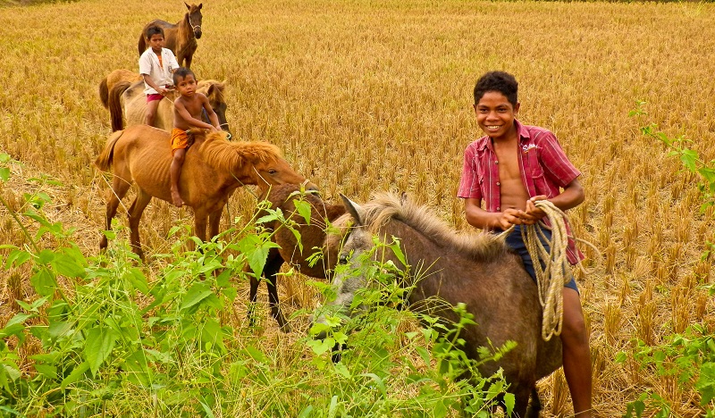 Sumba is known as the Texas of Indonesia