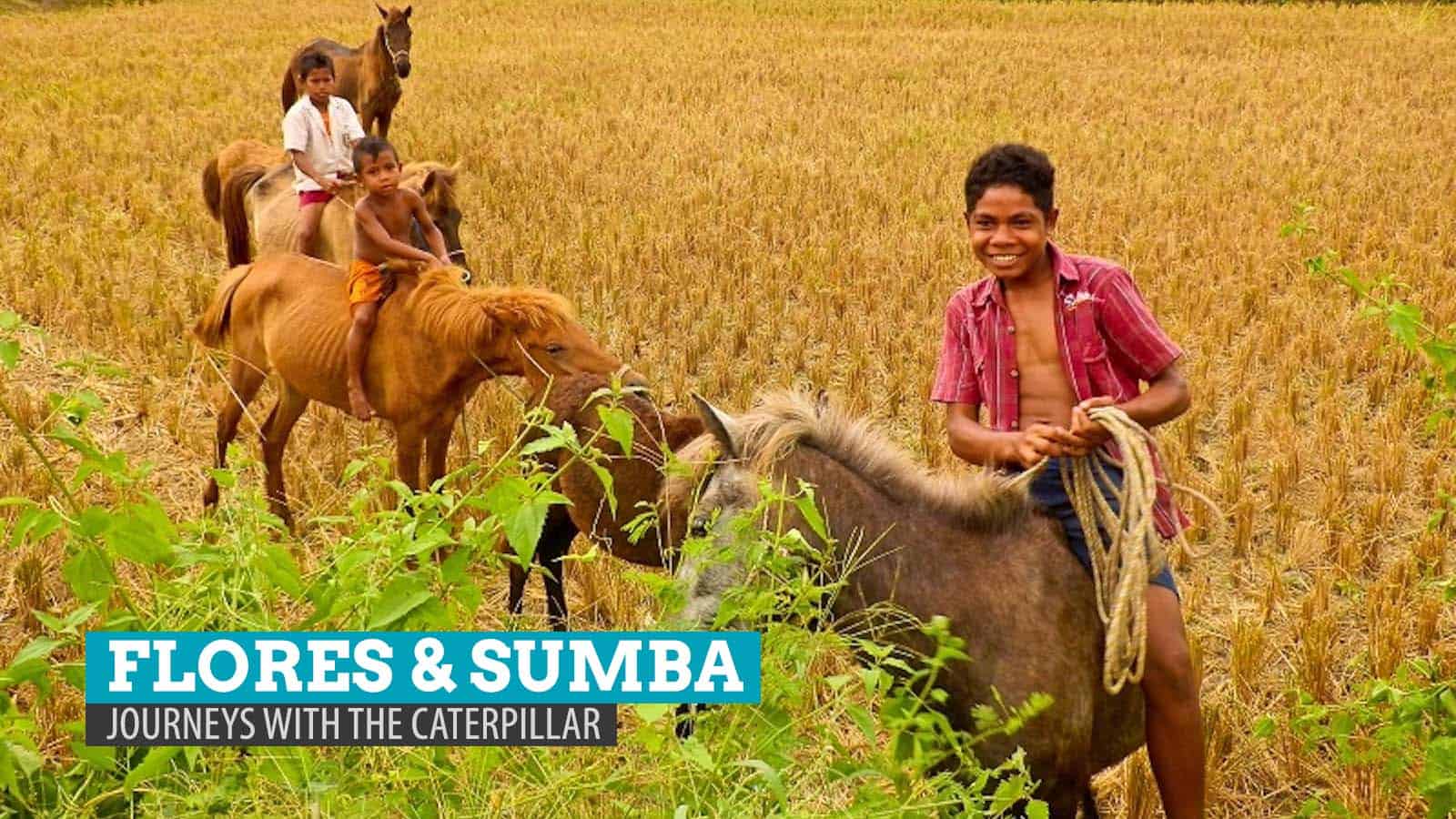 Flores and Sumba, Indonesia: Excerpt from ‘Journeys with the Caterpillar’